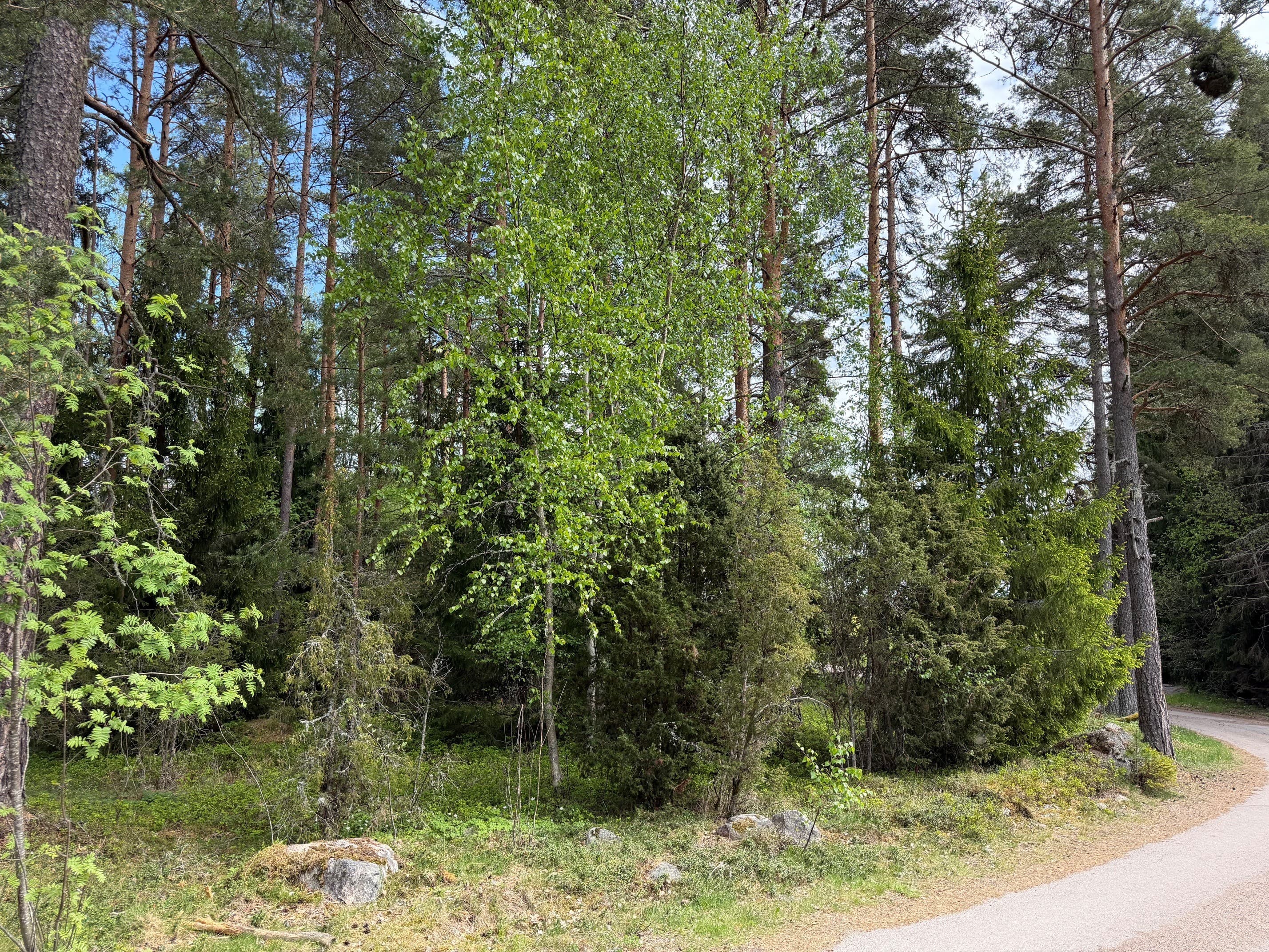 Vännstarilund 1