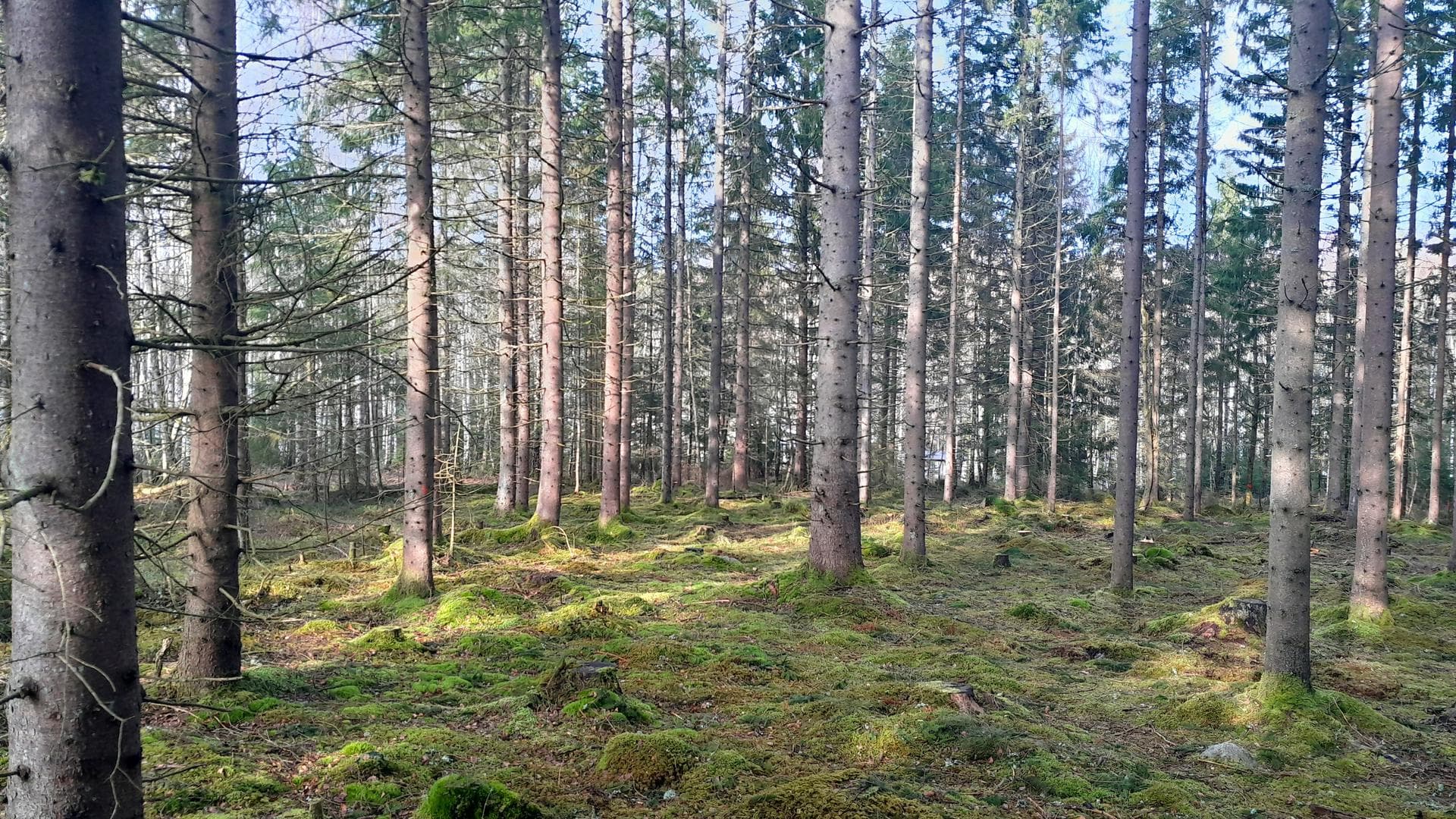 Hallbergstorpsvägen tomt/er
