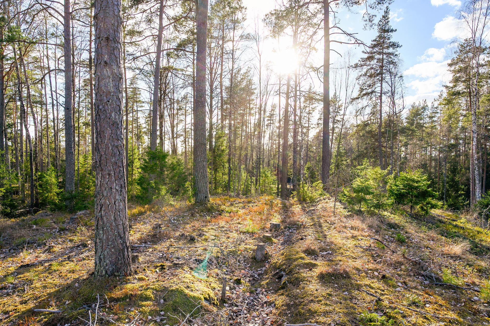 Rösjön 30